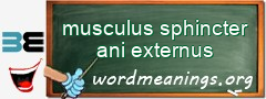 WordMeaning blackboard for musculus sphincter ani externus